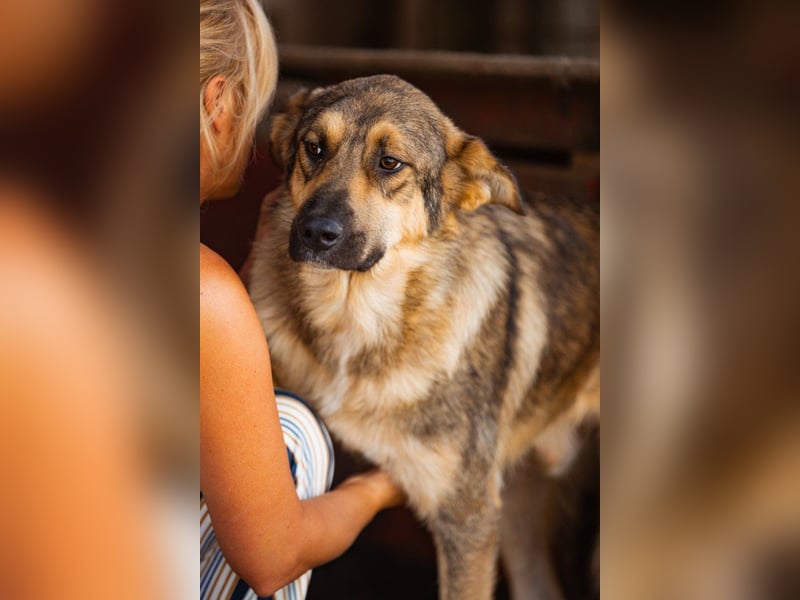 Mix-Rüde Marco - ein toller Familienhund; ein Herz von Hund