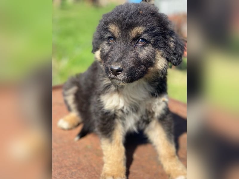 Sirius Black, geb. ca. 12/2023, lebt in GRIECHENLAND, im städt. Tierheim Serres