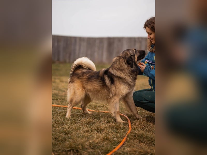 Schenkst du Buster ein tolles Zuhause?