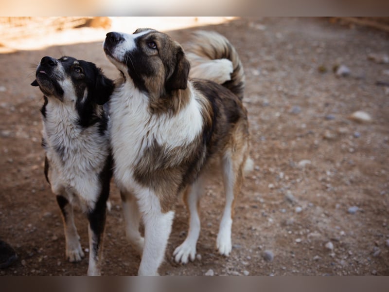 Energiebündel Jonesy - sucht Liebe und Halt Energiebündel Jonesy - sucht Liebe und Halt