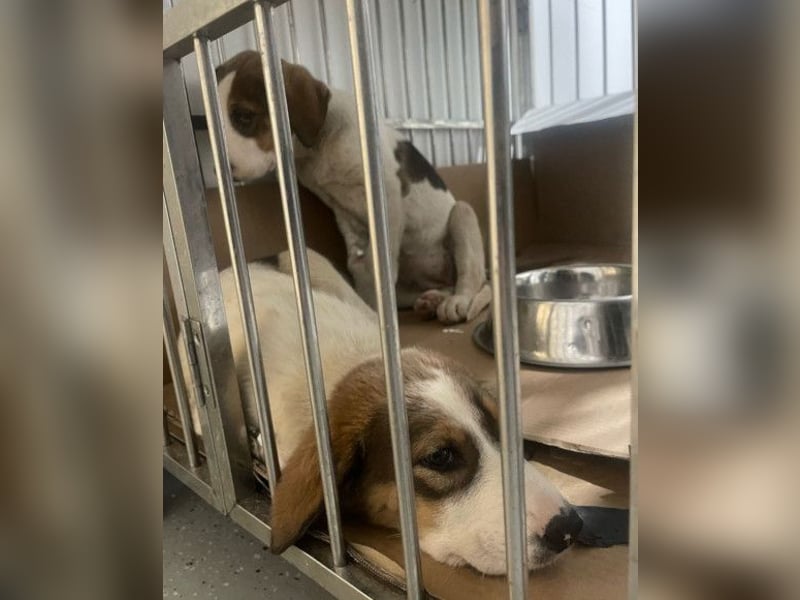 Nala ❤️ aktive, so verschmuste HSH-Mix Hündin