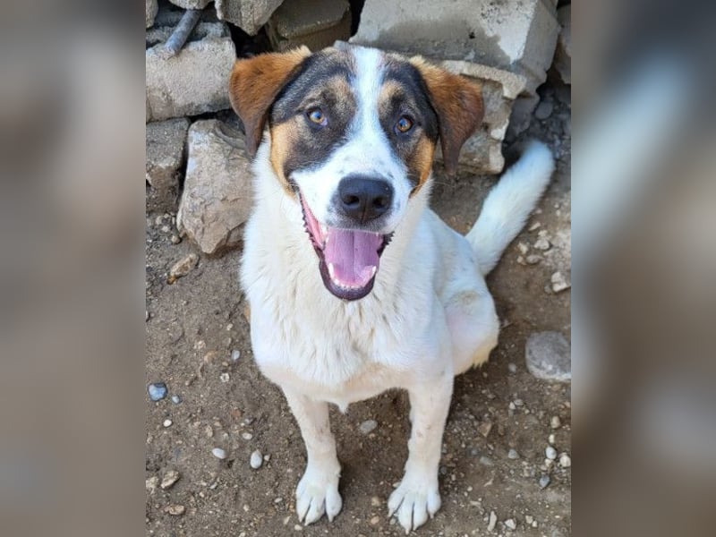 Maxima ❤️ verspielt, aktiv, verschmust - sucht ihr Für-Immer-Zuhause!