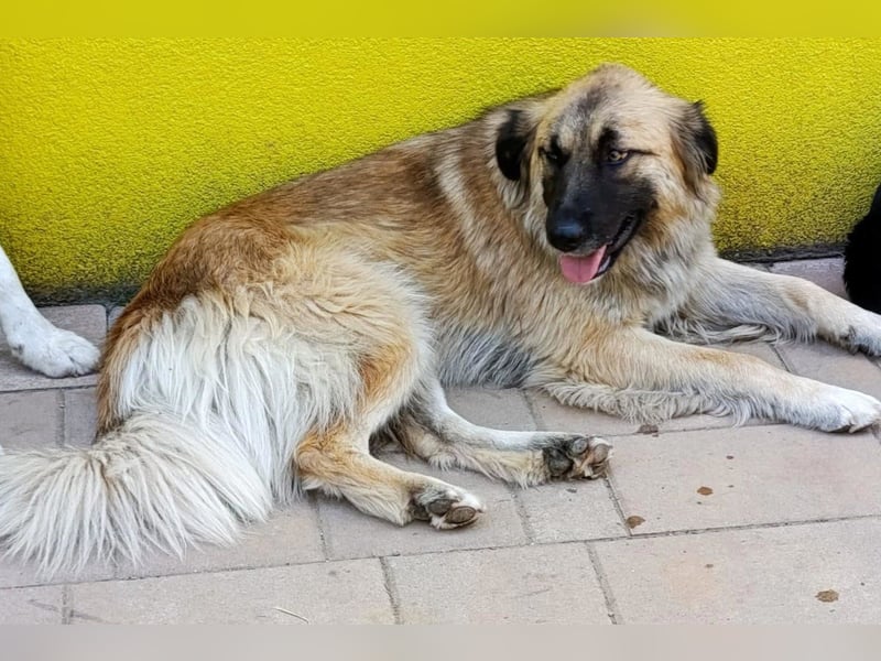 Mix-Hündin ♥ Mandy ♥ ein zauberhaftes, liebes, soziales Wesen