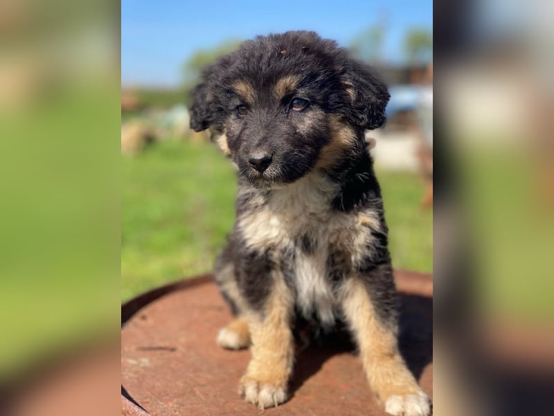 Sirius Black, geb. ca. 12/2023, lebt in GRIECHENLAND, im städt. Tierheim Serres