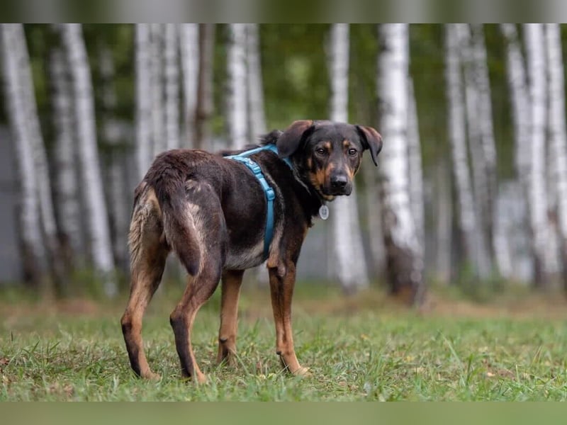 Ruhiger Miroscha sucht sein Zuhause