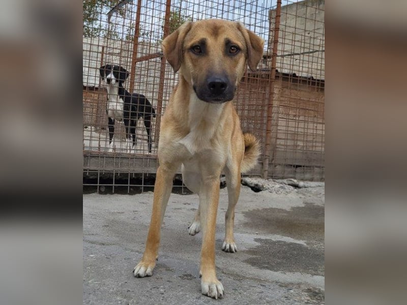 SCHLAUBI❤️smarter, kluger und entzückender Fellnasen-Fratz!