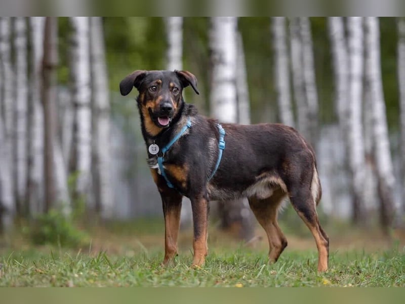 Ruhiger Miroscha sucht sein Zuhause