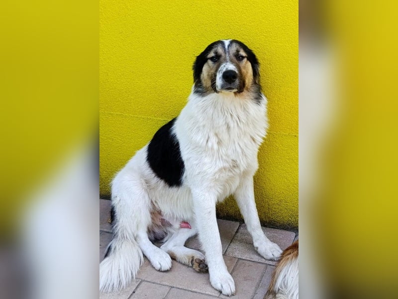 Liebster ♥ Lenni ♥ großer freundlicher sozialer Schmuse-Bub