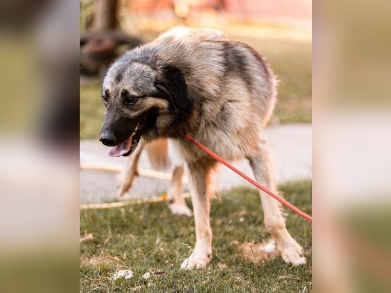 Schenkst du Buster ein tolles Zuhause?