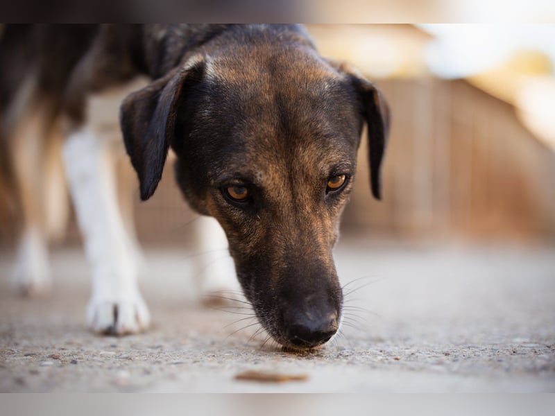 ROBI❤️zauberhafter, lieber Hundejunge, zurückhaltend und sozial