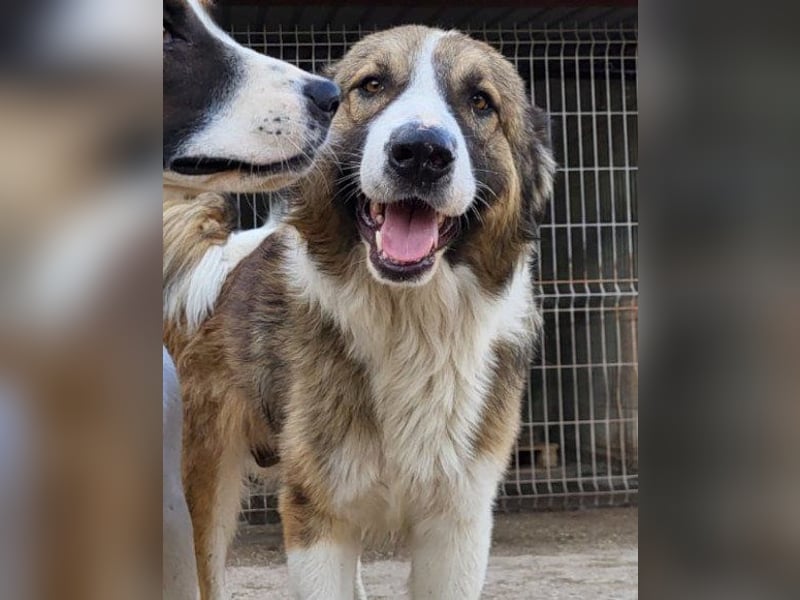 Lebensfroher Jonesy sucht Zuhause