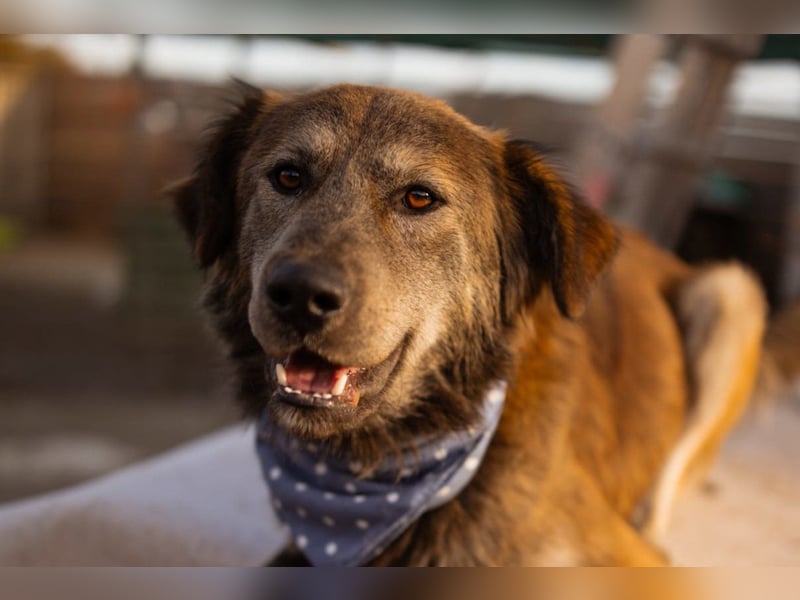 Jungrüde ♥ Casper ♥ toller, treuer Hundejunge
