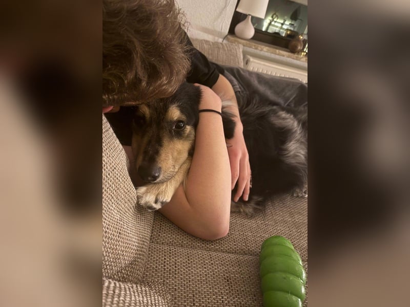 Sensibler Jungrüde ♥BALU♥ wartet schon in 59174 Kamen auf seine Für-Immer-Menschen