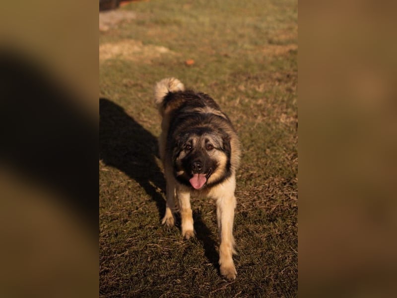 Schenkst du Buster ein tolles Zuhause?