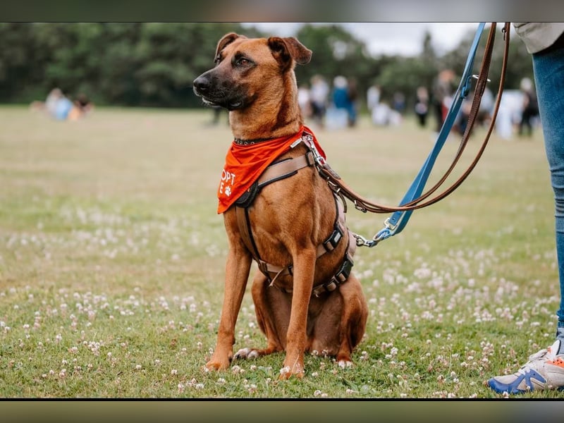 Rüde Moritz sucht aktives Zuhause