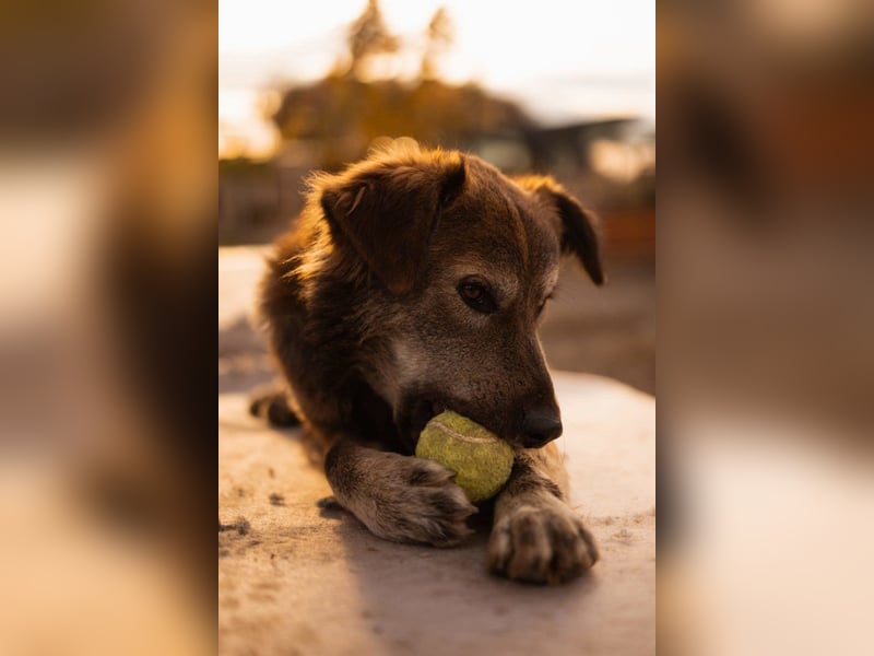Jungrüde ♥ Casper ♥ toller, treuer Hundejunge