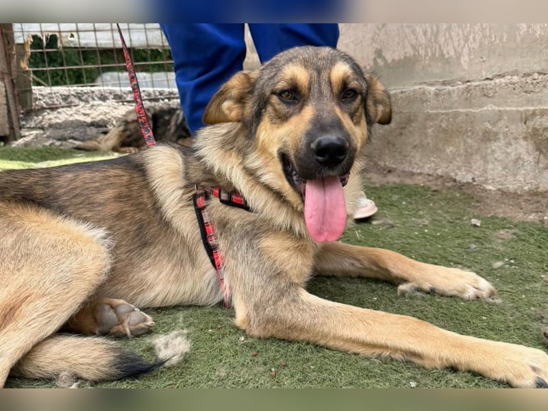 Mix-Rüde ♥Marco♥ ein Familienhund; ein Herz von Hund