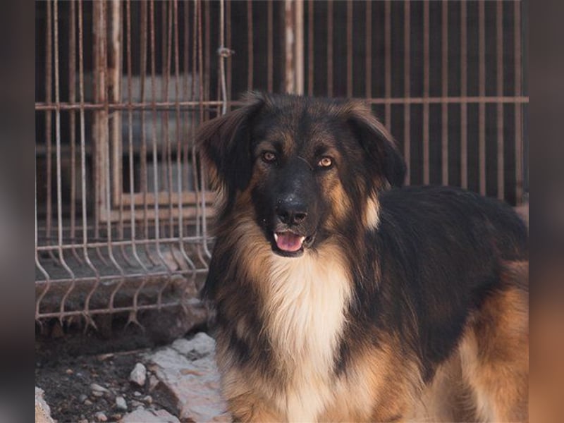 Bogo ♥️ ungeschliffener Schatz auf 4Pfoten