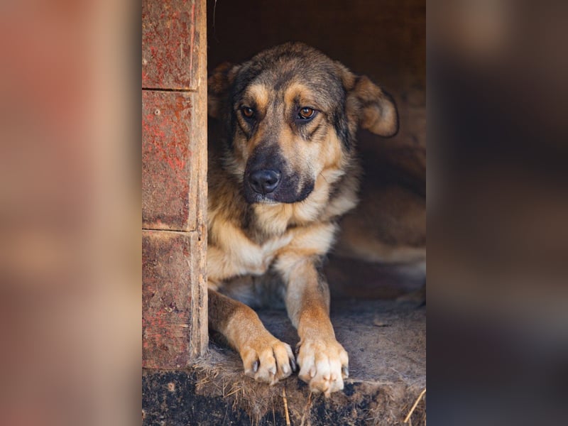 Mix-Rüde ♥Marco♥ ein Familienhund; ein Herz von Hund