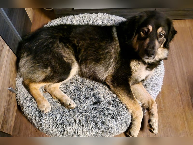 Aramis ❤️ wartet in 50169 Kerpen auf dich