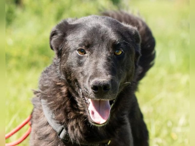 Toby ❤️ aktiver, aufgeweckter Hundeschatz