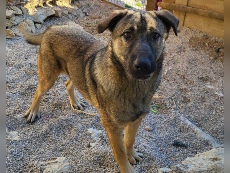 CharmingBoy ♥Luis♥ liebenswertes Fellherz