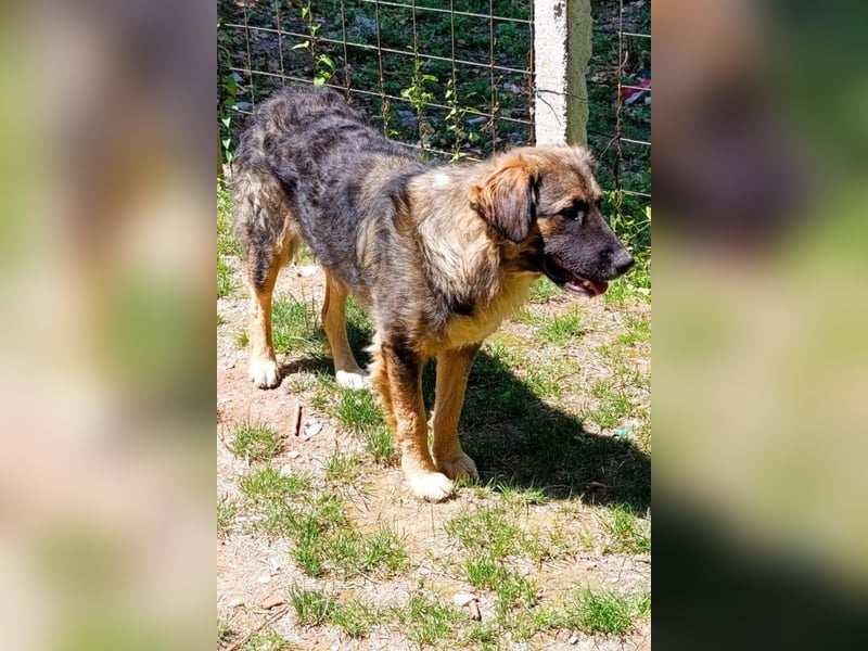 Mix-Bub Manato - ein toller Jungrüde; lieb, sozial, freundlich