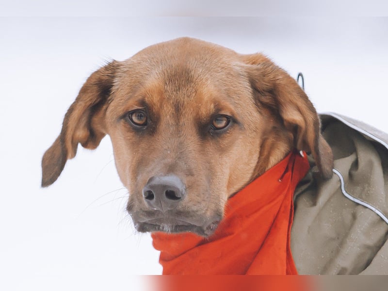 Notfell LASKO❤️in 22559 Hamburg, dringend Für-Immer-Zuhause gesucht