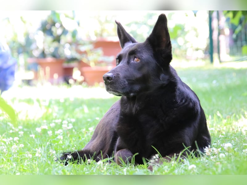 Hündin Elsa sucht ein Zuhause