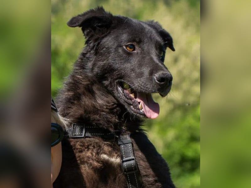 Toby ❤️ aktiver, aufgeweckter Hundeschatz