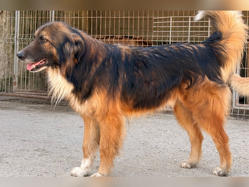 Bogo ♥️ ungeschliffener Schatz auf 4Pfoten