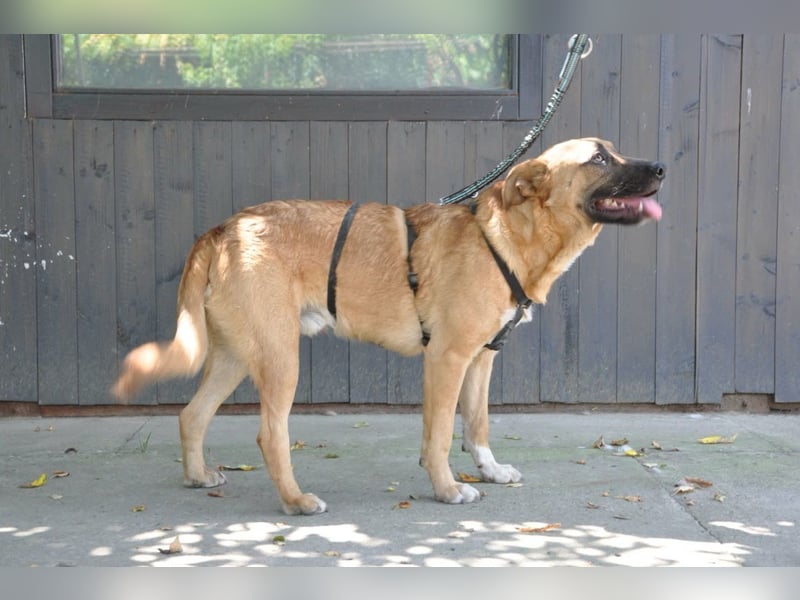 Jungrüde Mephisto - aktiv-schmusig = Familienhund