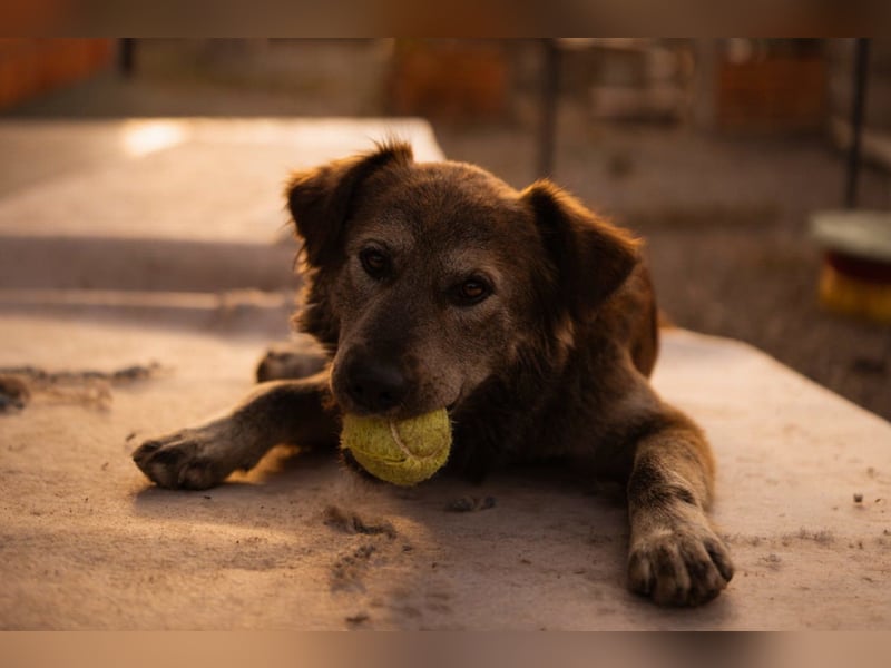 Jungrüde ♥ Casper ♥ toller, treuer Hundejunge