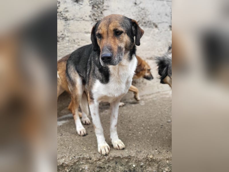 ROBI❤️zauberhafter, lieber Hundejunge - zurückhaltend und sozial