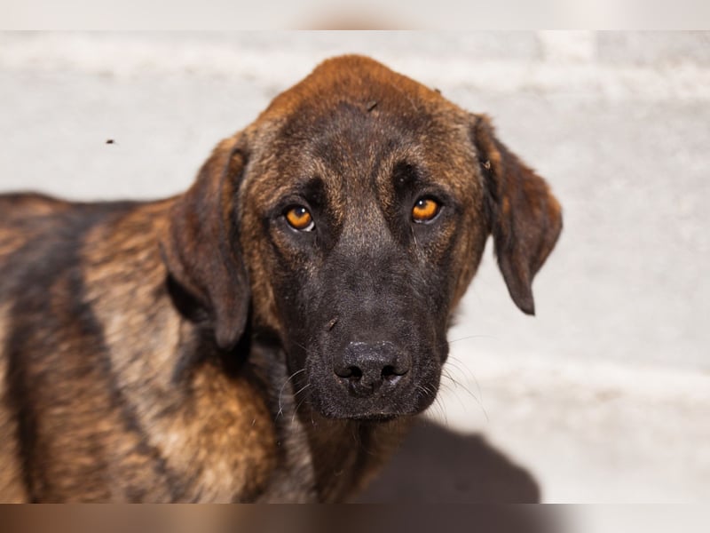 Kleiner, feiner Pico ❤️ sucht Schutz & Liebe Kleiner, feiner Pico ❤️ sucht Schutz & Liebe