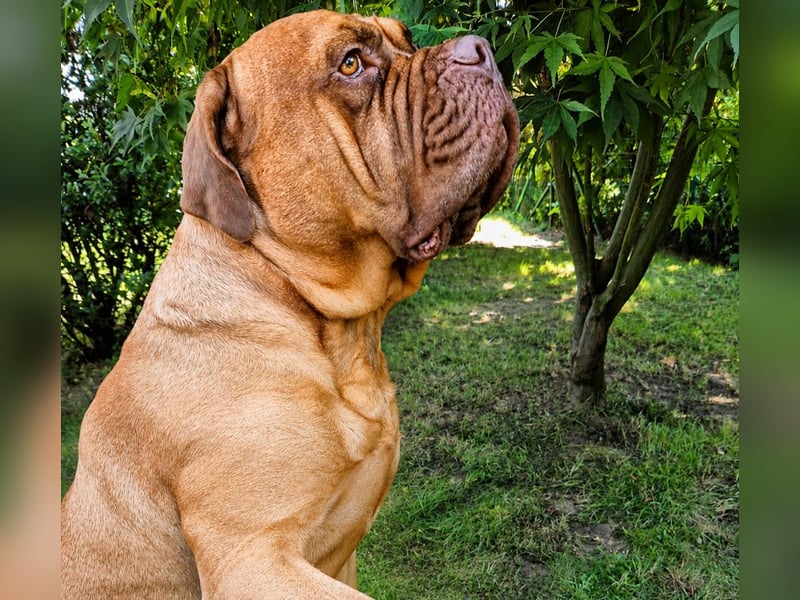 Deckrüde Bordeauxdogge × American Bulldog × Boxer Mix | 3 Jahre | 50 kg | 60 cm Schulterhöhe