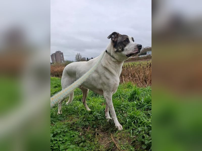 Dobri ❤️ sensibler, sanfter Hund!