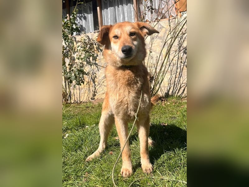 Zuckerschnute Cody ❤️ rundum sozial + so freundlich!