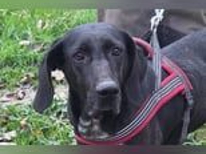 Pointer-Mix-Lady ♥ Daria ♥ ein Herz aus Fell