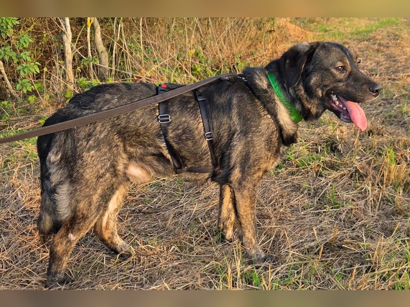 SHADOW❤️sozialer Gute-Laune-Hund wartet auf Dich in 50169 Kerpen