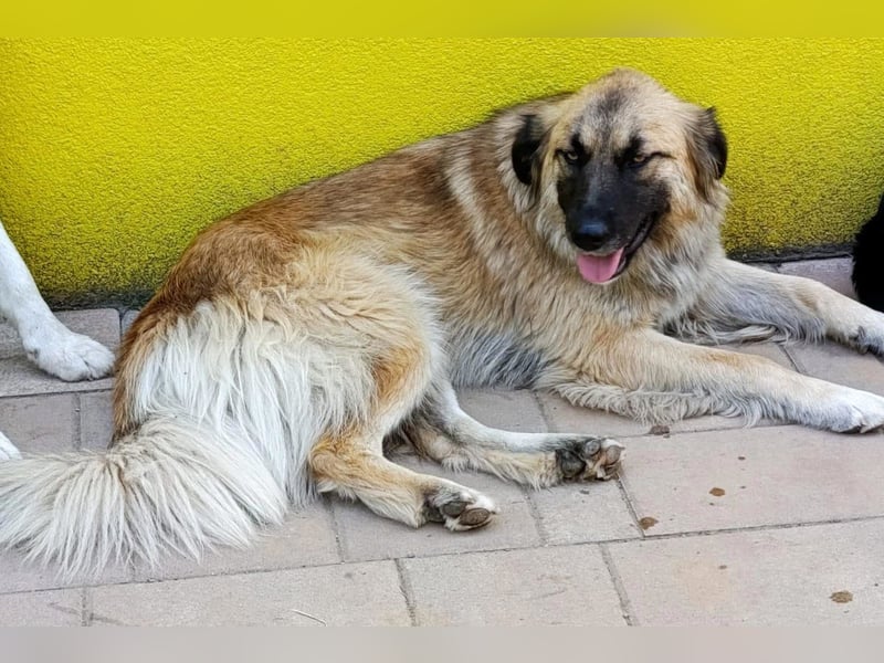 Mix-Hündin ♥ Mandy ♥ ein zauberhaftes, liebes, soziales Wesen
