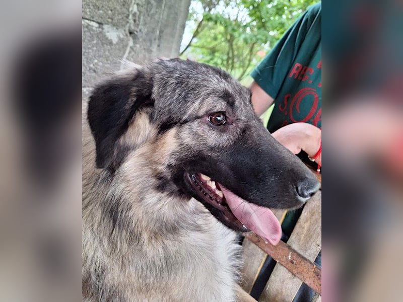 Schenkst du Buster ein tolles Zuhause?