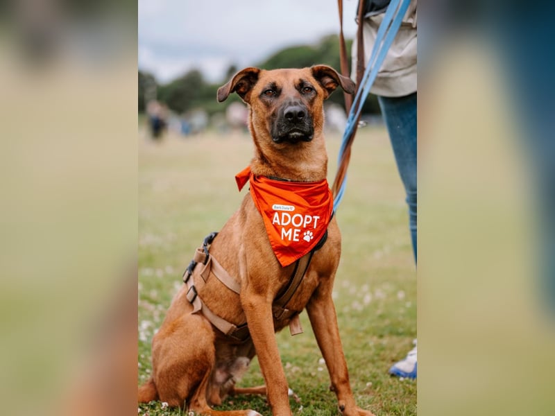 Rüde Moritz sucht aktives Zuhause