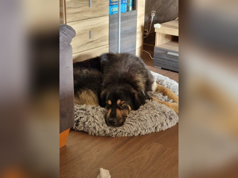 Aramis ❤️ wartet in 31812 Bad Pyrmont