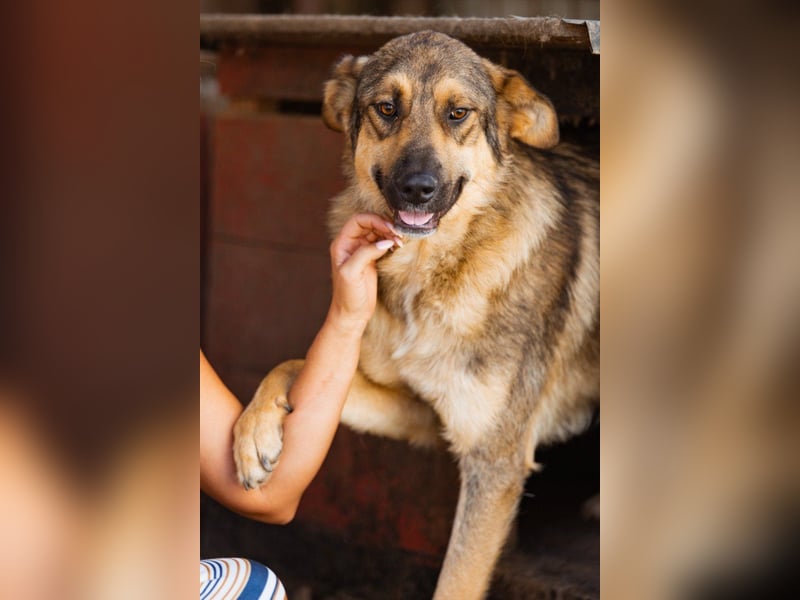 Mix-Rüde Marco - ein toller Familienhund; ein Herz von Hund