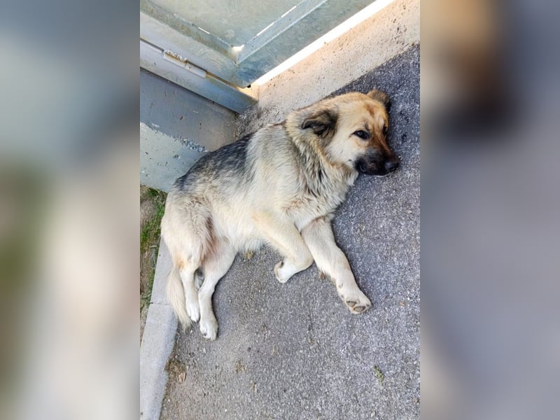 Liebste ♥ Lina ♥ so freundliche Hündin sucht Wärme und Treue