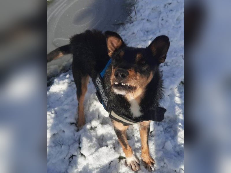 Schatz Teri: sehr freundlicher Gefährte Schatz Teri: sehr freundlicher Gefährte