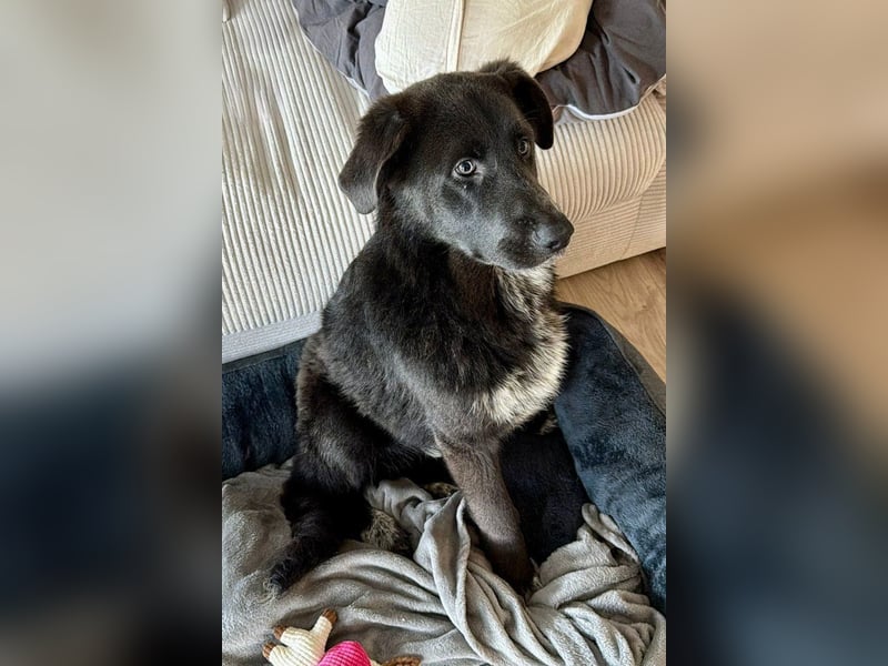 Schäfi-Mix-Bub Jasper wartet bereits in 50127 Bergheim auf seine Für-Immer-Menschen