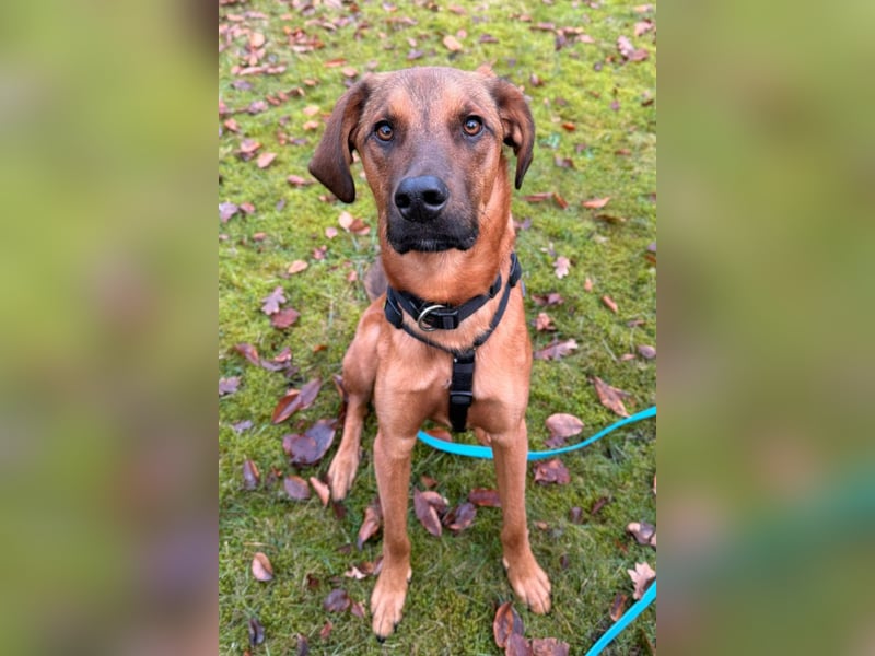 Notfell LASKO❤️in 22559 Hamburg, dringend Für-Immer-Zuhause gesucht