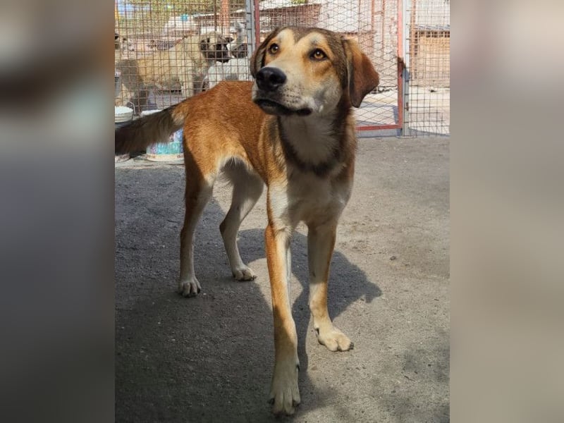 Luki ❤️ aufgeschlossener, lieber & verspielter Rüde!